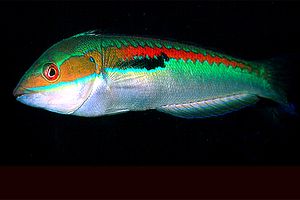 Donzella (Coris julis)