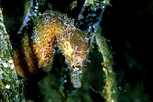 Cavalluccio marino (Hippocampus hippocampus)