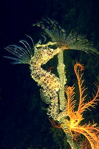 Cavalluccio marino (Hippocampus hippocampus)