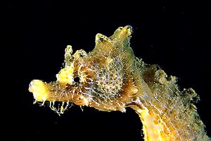 Cavalluccio marino (Hippocampus hippocampus)