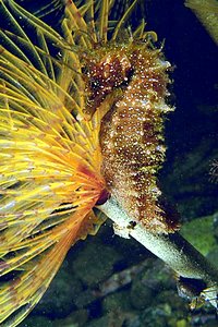 Cavalluccio marino (Hippocampus guttulatus)