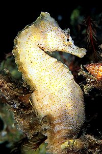 Cavalluccio marino (Hippocampus hippocampus)