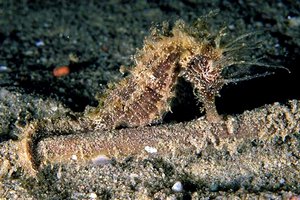 Cavalluccio marino (Hippocampus guttulatus)