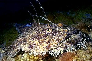 Rana pescatrice (Lophius piscatorius)