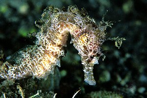 Cavalluccio marino (Hippocampus guttulatus)