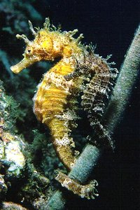 Cavalluccio marino (Hippocampus guttulatus)