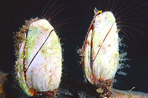 Lepade (Lepas anatifera)