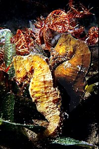 Cavalluccio marino (Hippocampus hippocampus)