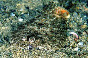 Rombo di rena (Bothus podas)