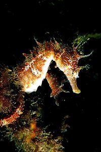 Cavalluccio marino (Hippocampus guttulatus)