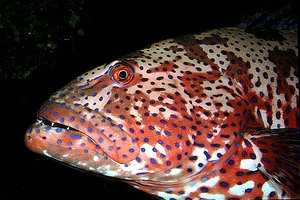 Cernia tropicale maculata (Plectropomus pessuliferus)