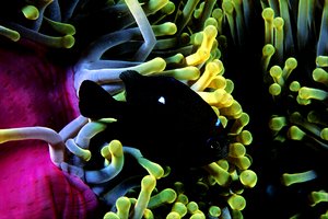 Dascillus nero (Dascyllus trimaculatus)