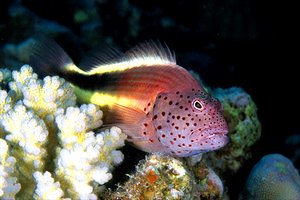 Pesce falco (Paracirrhites forsteri)
