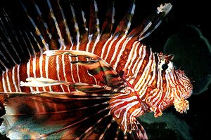Pesce cobra (Pterois miles)