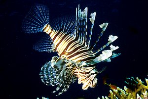 Pesce cobra (Pterois miles)