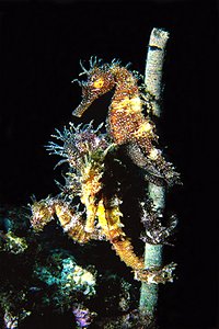 Cavalluccio marino (Hippocampus guttulatus)