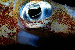 Calamaro di reef (Sepioteuthis lessoniana)