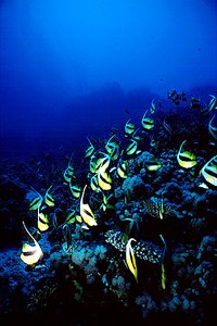 Pesce farfalla virgola (Heniochus intermedius)