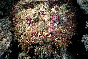 Pesce pietra (Synanceia verrucosa)