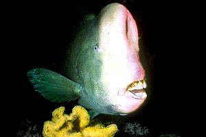 Pesce pappagallo gigante (Bolbometopon muricatum)