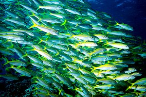 Triglia pinna gialla (Mulloidichthys vanicolensis)