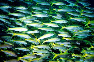 Triglia pinna gialla (Mulloidichthys vanicolensis)