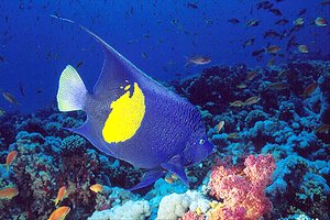 Pesce angelo maculato (Pomacanthus maculosus)