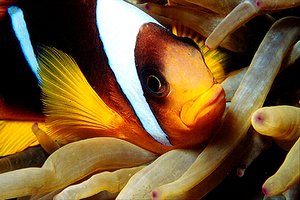 Pesce pagliaccio (Amphiprion bicinctus)