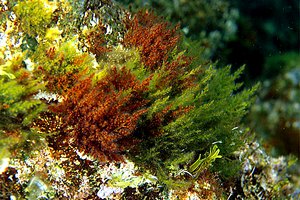 Alga rossa (Laurencia hybrida)