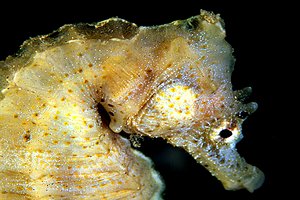 Cavalluccio marino (Hippocampus hippocampus)