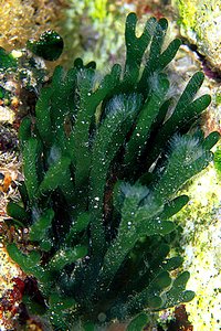 Alga a candelabro verde (Codium fragile)