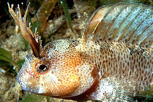 Bavosa cornuta (Parablennius tentacularis)