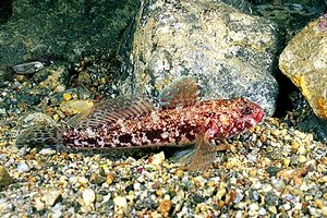 Ghiozzo boccarossa (Gobius cruentatus)