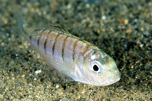 Mormora (Lithognathus mormyrus)