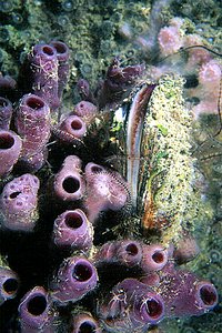 Ostrica comune (Ostrea edulis)
