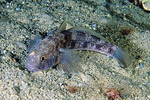 Ghiozzo nero (Gobius niger)