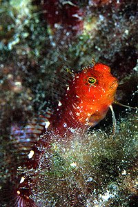 Bavosa cervina (Parablennius zvonimiri)