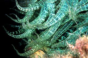 Anemone bruno (Aiptasia mutabilis)