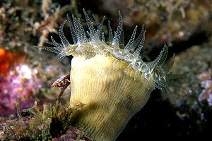 Madrepora solitaria (Balanophyllia europaea)