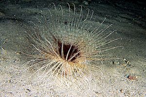 Cerianto (Cerianthus solitarius)