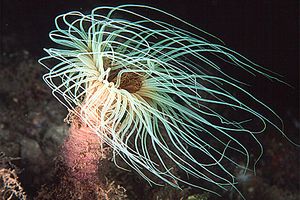 Cerianto (Cerianthus membranaceus)