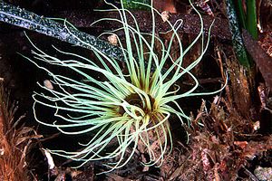 Cerianto (Cerianthus membranaceus)