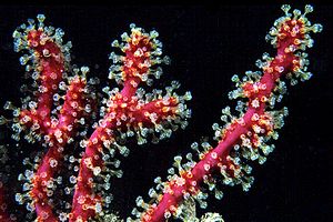 Gorgonia rossa falsa (Parerythropodium coralloides)