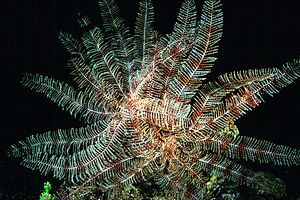 Giglio di mare (Antedon mediterranea)