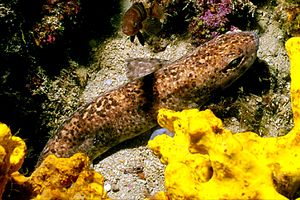 Gattuccio (Scyliorhinus canicula)