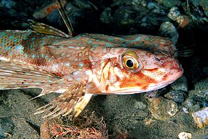 Pesce civetta (Dactylopterus volitans)
