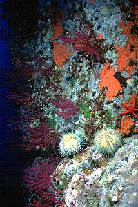 Riccio melone (Echinus melo)