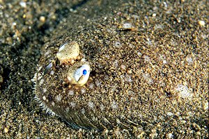 Sogliola (Solea solea)