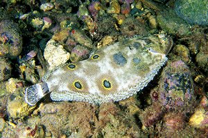 Sogliola occhiuta (Microchirus ocellatus)