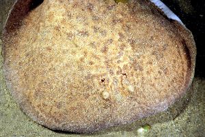 Torpedine marezzata (Torpedo marmorata)